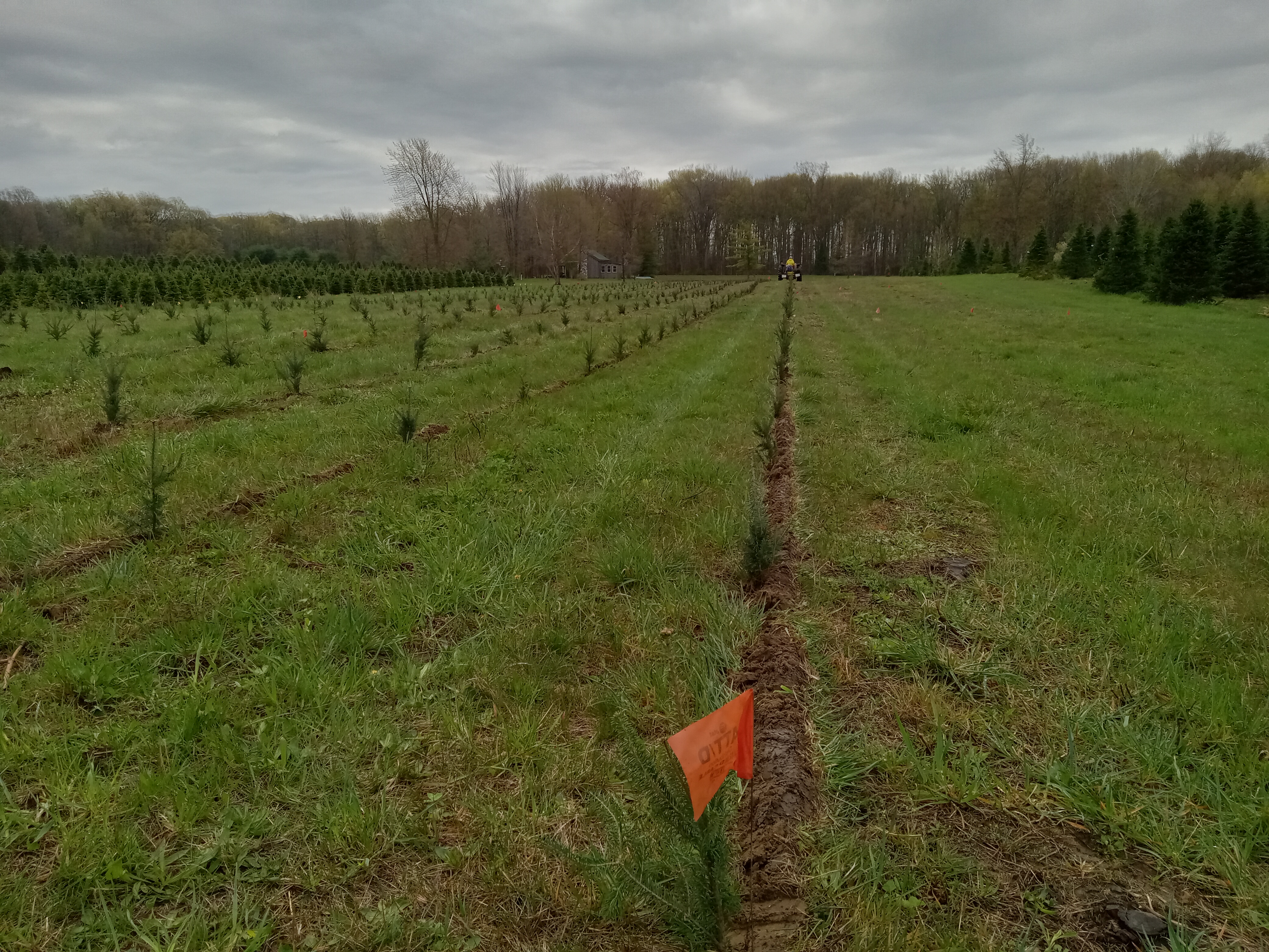 Christmas tree plantings.